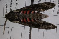 Agrius convolvuli