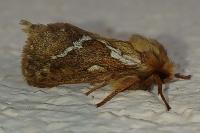 Korscheltellus lupulinus