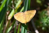 Camptogramma bilineata