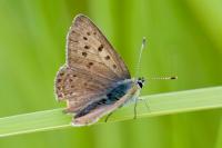 Lycaena tityrus