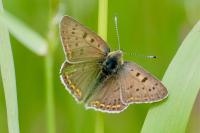 Lycaena tityrus