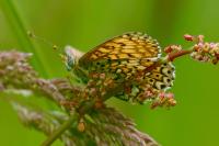Melitaea cinxia
