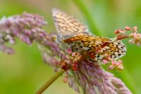 Melitaea cinxia