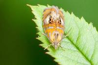 Olethreutes arcuella