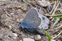 Polyommatus icarus