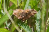 Euclidia glyphica