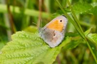 Coenonympha pamphilus