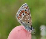 Aricia agestis