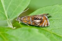 Olethreutes arcuella