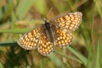 Melitaea parthenoides