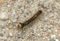 Lymantria dispar