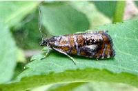 Olethreutes arcuella
