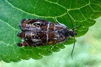 Olethreutes arcuella