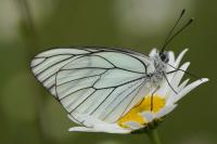 Aporia crataegi