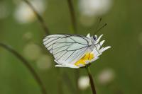 Aporia crataegi