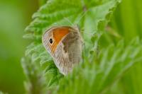 Coenonympha pamphilus