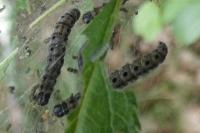 Yponomeuta padella