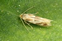 Bucculatrix ulmella