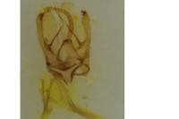 Phyllonorycter harrisella