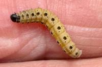 Yponomeuta