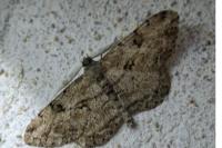 Peribatodes rhomboidaria