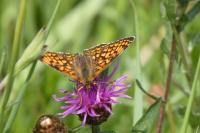 Melitaea phoebe
