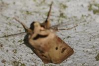 Agrotis exclamationis