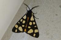 Arctia villica