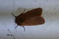 Phragmatobia fuliginosa
