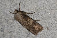 Agrotis puta