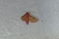 Deilephila porcellus