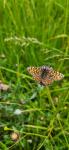 Melitaea phoebe