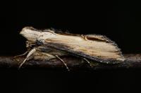 Cucullia scrophulariae
