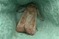 Hoplodrina ambigua