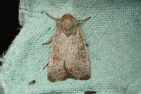Hoplodrina ambigua