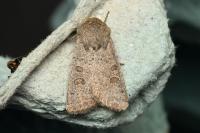 Hoplodrina ambigua