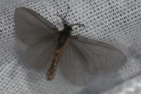 Sterrhopterix fusca