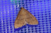 Anania crocealis