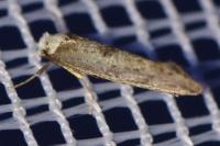 Paraswammerdamia albicapitella