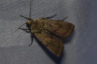Agrotis cinerea