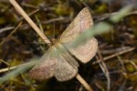 Aplasta ononaria
