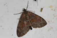 Thera obeliscata
