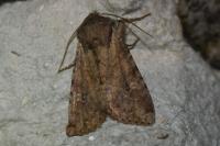 Apamea sordens