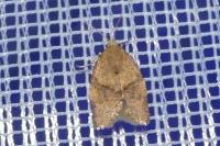 Clepsis consimilana