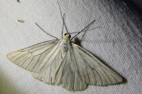 Siona lineata
