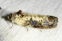 Hedya salicella