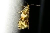 Celypha lacunana