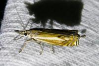 Crambus lathoniellus
