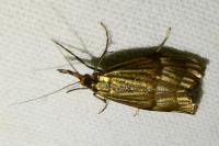 Chrysocrambus linetella