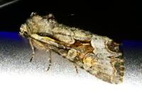 Lacanobia w-latinum